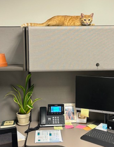 Cointreau laying on top of the desk above the cabinets