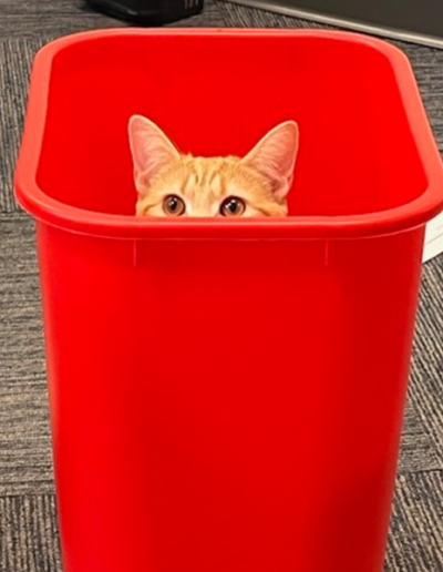 Cointreau hiding in a red basket with his ears and eyes showing
