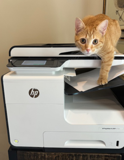 Cointreau on top of the printer playing with paper looking at the photographer
