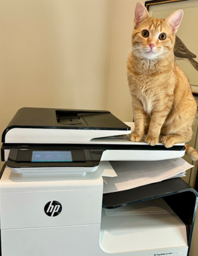 Cointreau on top of the printer looking at the photographer