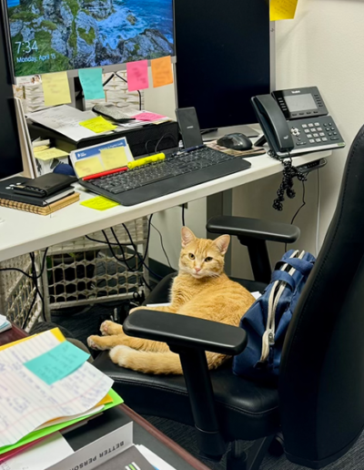 Cointreau sitting on a desk chair in an office setting