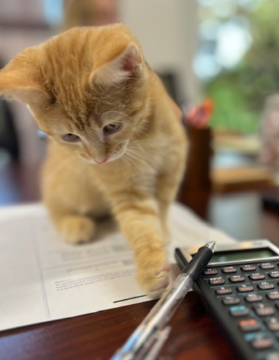 Cointreau sitting on the desk playing with a pen