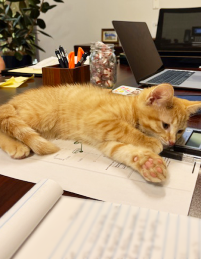 Cointreau laying on the desktop on top of paperwork