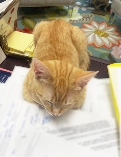 Cointreau snuggling on top of some paperwork