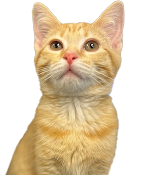 Cointreau_525x600_cropped Headshot of Cointreau (the cat), Greeter & Office Supervisor at Kinloch Capital